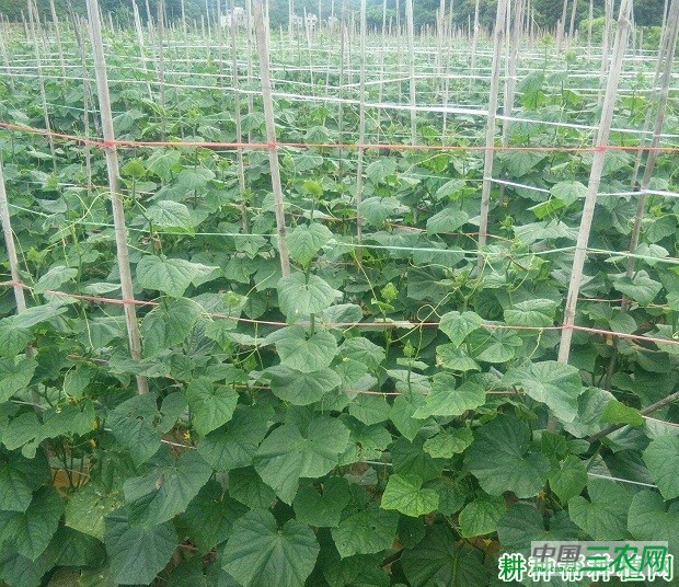 粤秀8号黄瓜品种好不好？