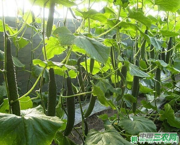 中农18号黄瓜品种好不好？
