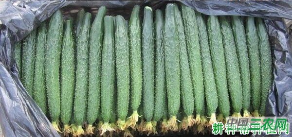 早青4号黄瓜品种好不好？