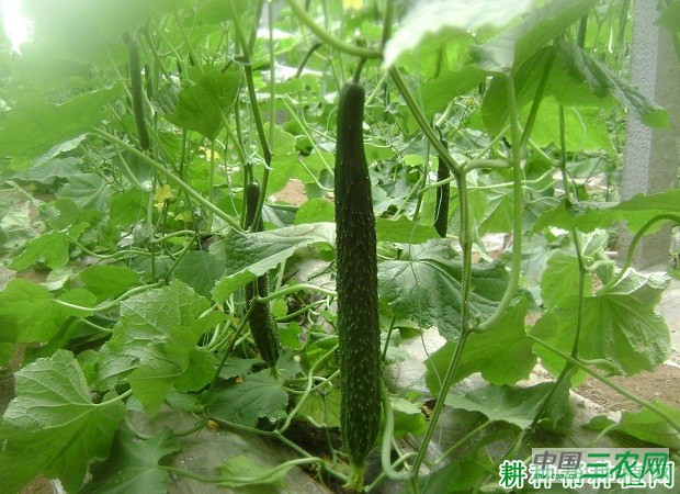明研3号黄瓜品种好不好？