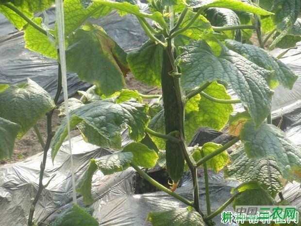 早青4号黄瓜品种好不好？