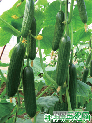 冬之光黄瓜品种好不好？