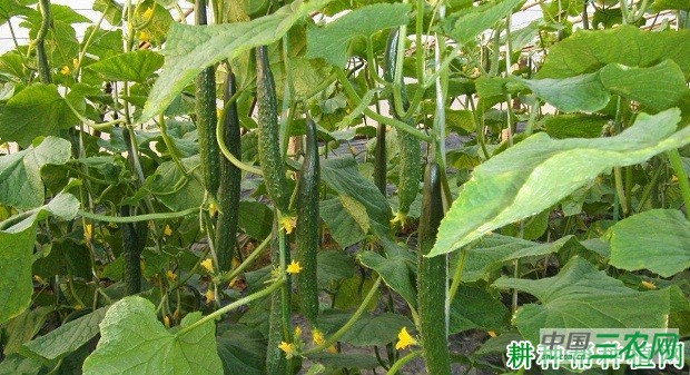 甘丰12号黄瓜品种好不好？