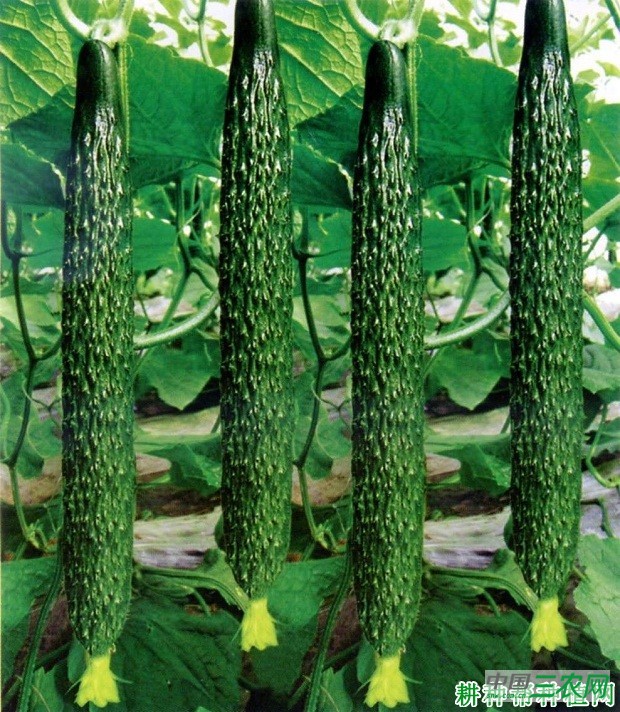 津瑞335黄瓜品种好不好？