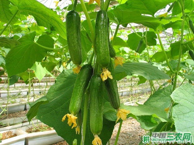 乾德1217黄瓜品种好不好？