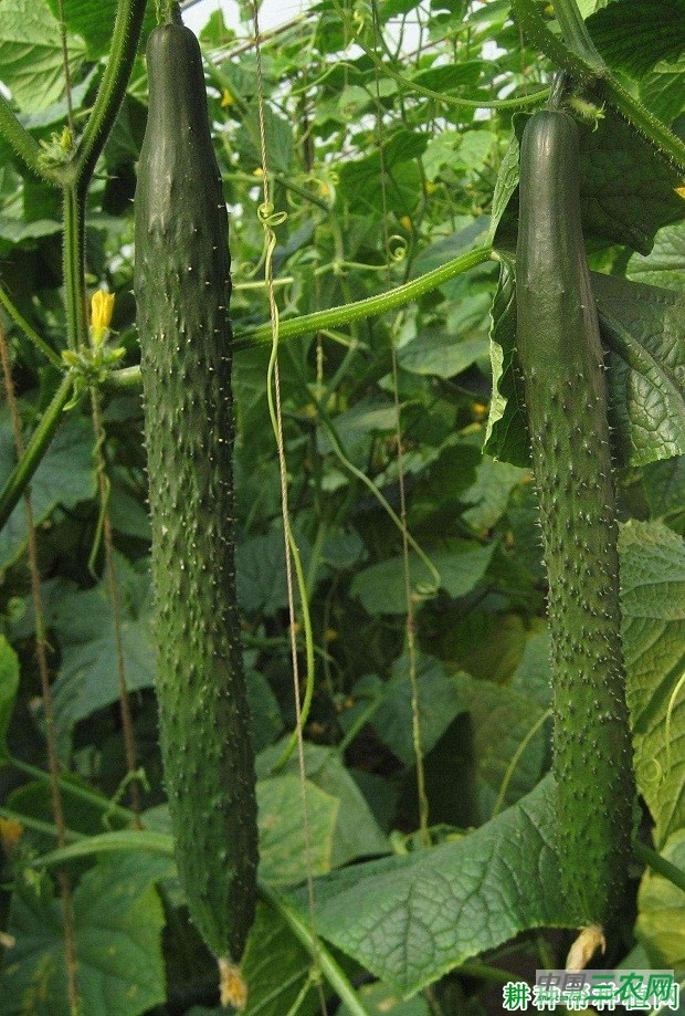 乾德118黄瓜品种好不好？