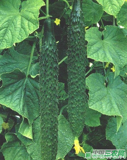 乾德70黄瓜品种好不好？
