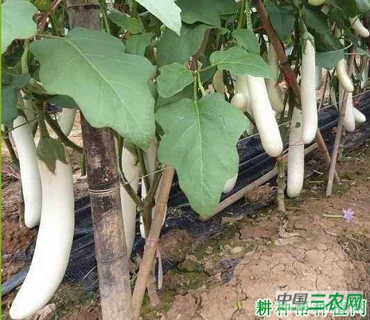 象牙白茄子品种好不好？