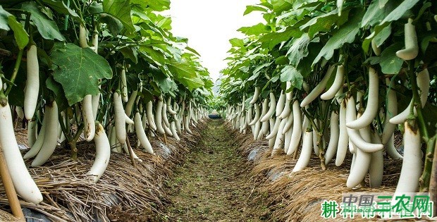 象牙白茄子品种好不好？