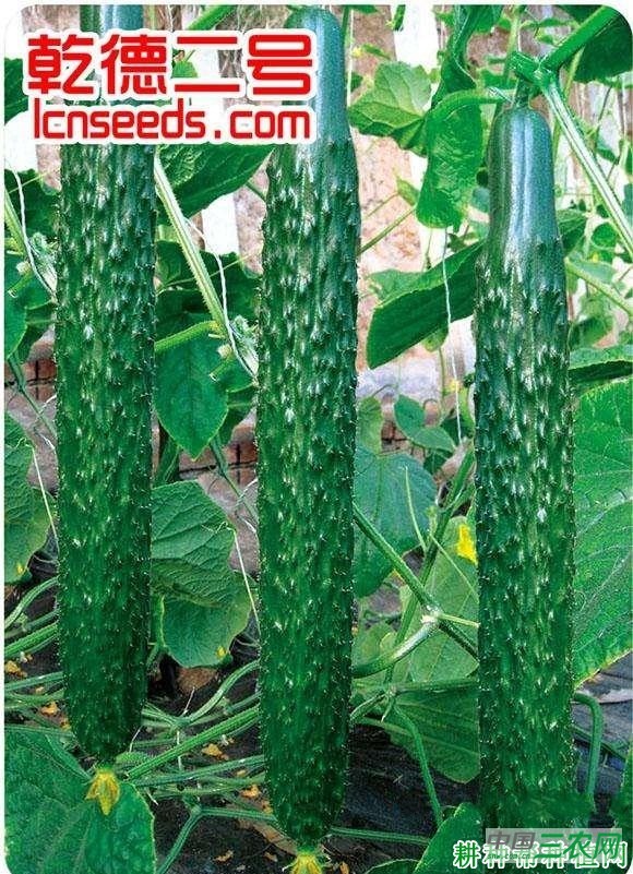 乾德2号黄瓜品种好不好？