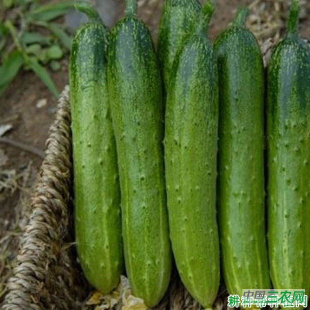 夏美一号黄瓜品种好不好？