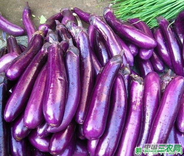 紫荣7号茄子品种好不好？