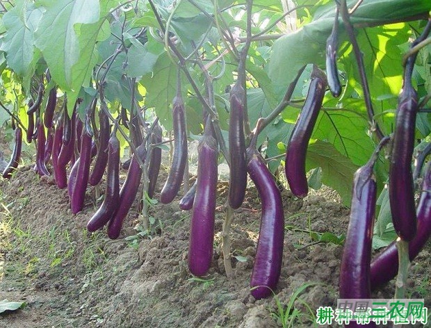 紫荣7号茄子品种好不好？