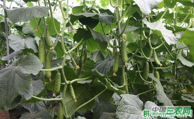 碧玉二号黄瓜品种好不好？