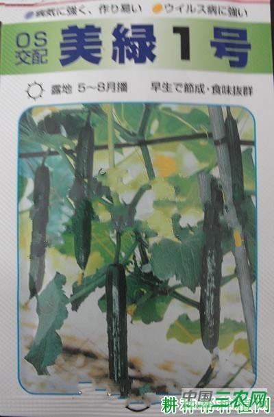 美绿一号黄瓜品种好不好？