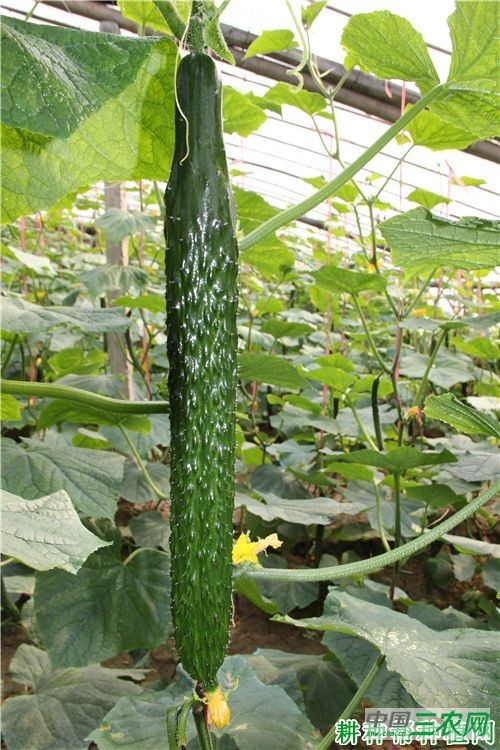 美绿一号黄瓜品种好不好？