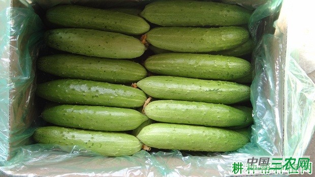 青帅2号黄瓜品种好不好？
