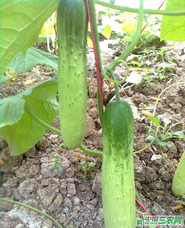 节成半白黄瓜品种好不好？