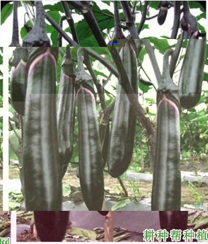 墨凯龙茄子品种好不好？