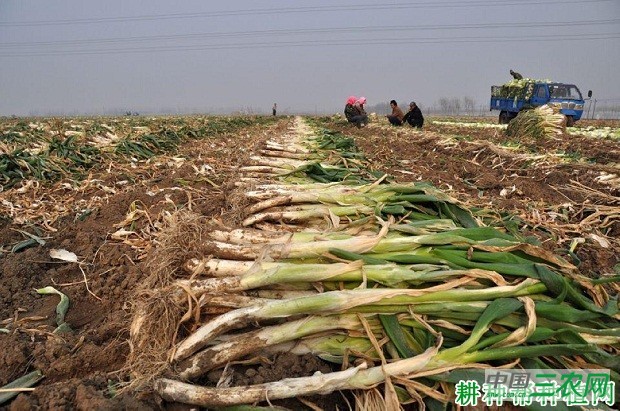 大葱如何贮藏? 大葱如何贮藏?