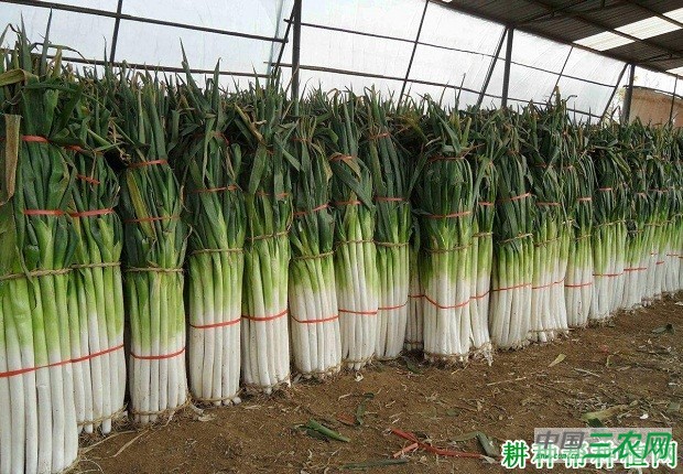 大葱如何贮藏? 大葱如何贮藏?