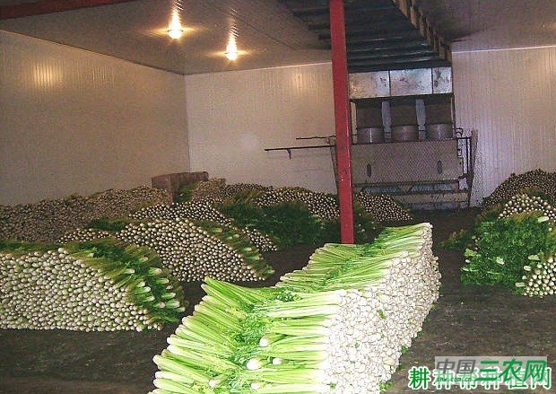 大葱如何贮藏? 大葱如何贮藏?