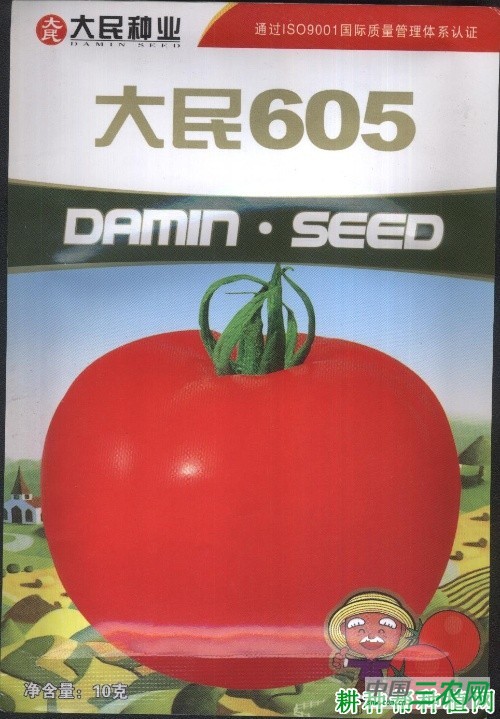 大民605番茄品种好不好？