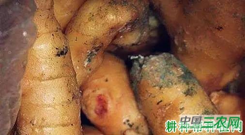 哪些生姜不能吃？