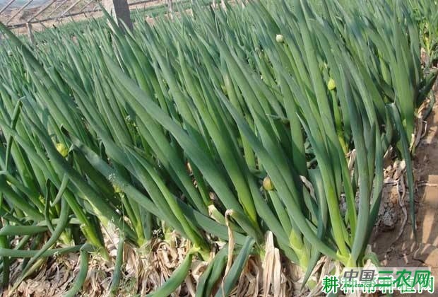 如何防止春葱先期抽薹？