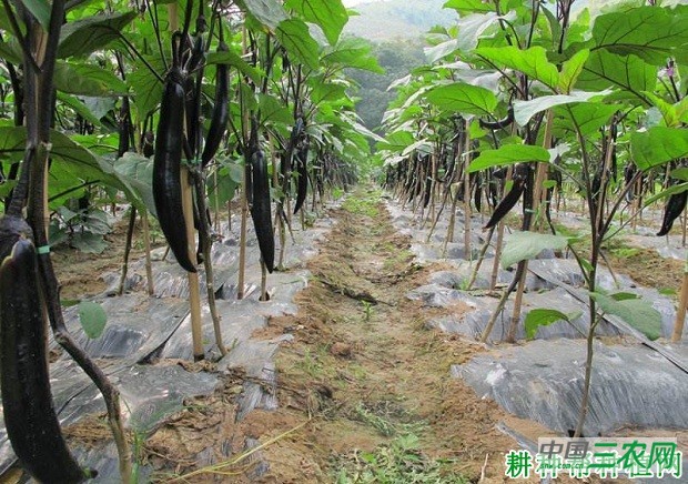 种植茄子如何施氮肥？