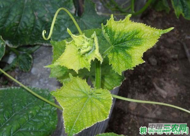 什么是黄瓜黄化叶？如何防治