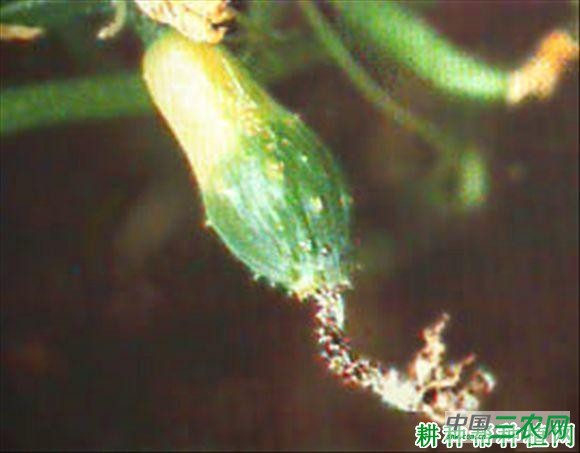 黄瓜花腐病如何防治？