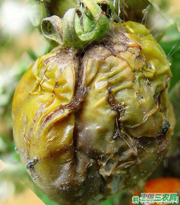 番茄假单胞果腐病如何防治？