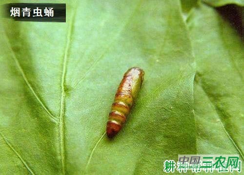 种植番茄如何防治烟青虫？