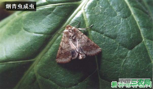 种植番茄如何防治烟青虫？