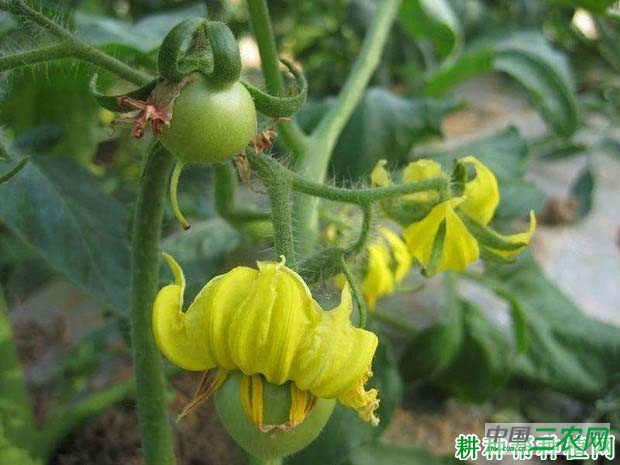 种植番茄如何预防畸形花发生？
