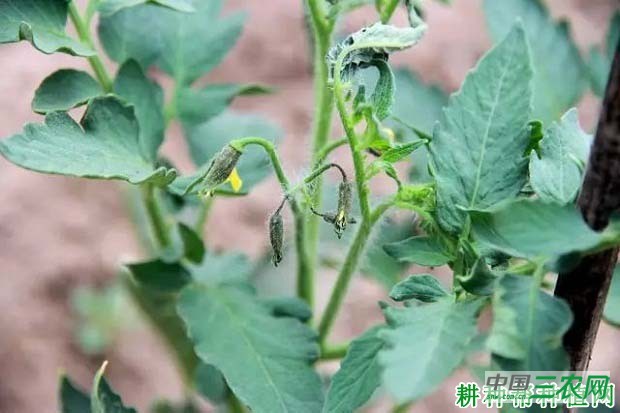 种植番茄如何预防畸形花发生？