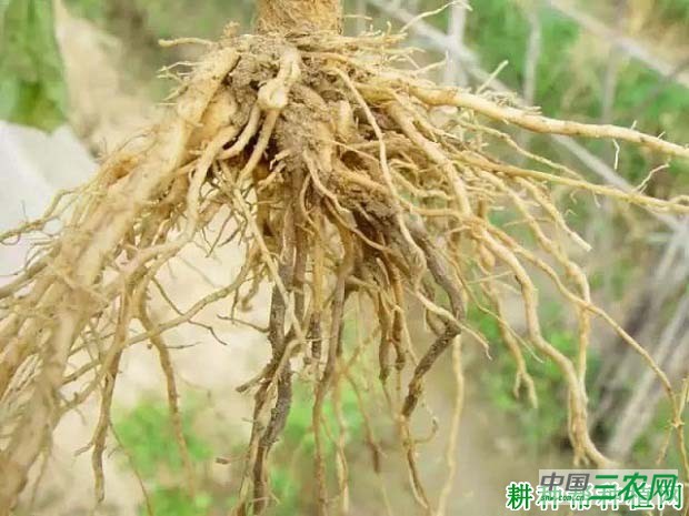 番茄黑点根腐病如何防治？