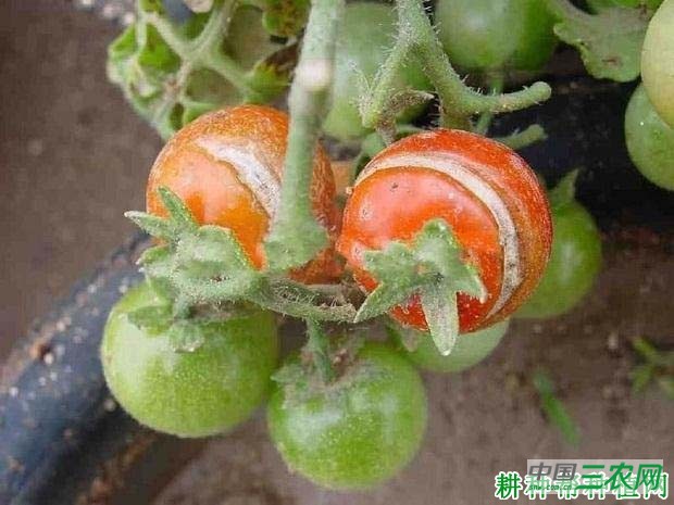 种植番茄如何预防裂果发生？
