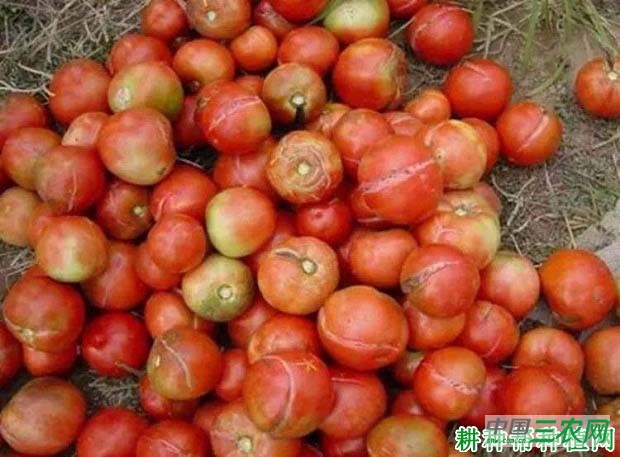 种植番茄如何预防裂果发生？