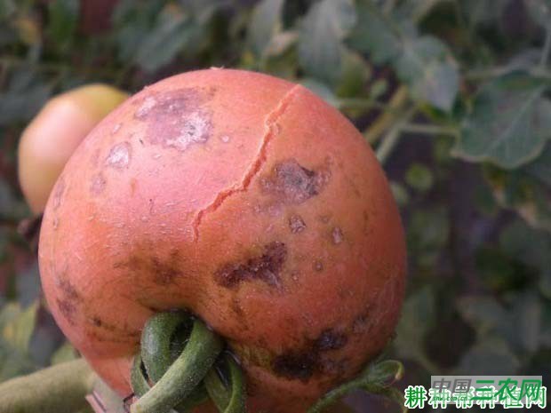 种植番茄如何预防裂果发生？