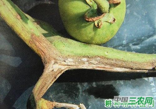 番茄茎枯病如何防治？