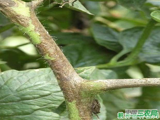 番茄茎枯病如何防治？