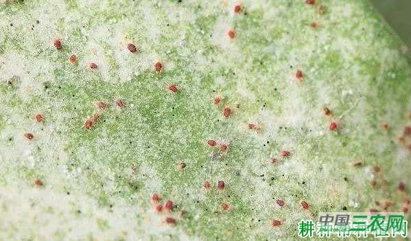 种植番茄如何防治朱砂叶螨？