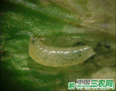 种植番茄如何防治番茄斑潜蝇？