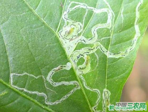 种植番茄如何防治番茄斑潜蝇？