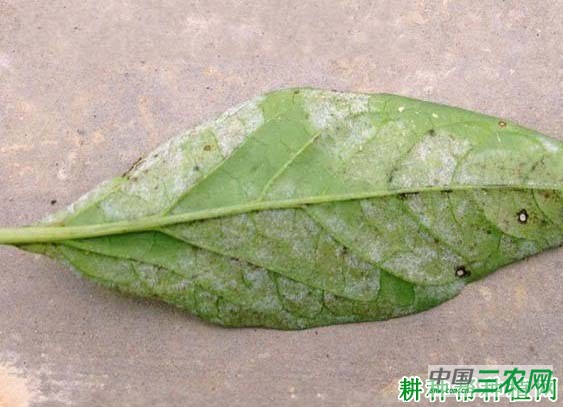 辣椒霜霉病如何防治？