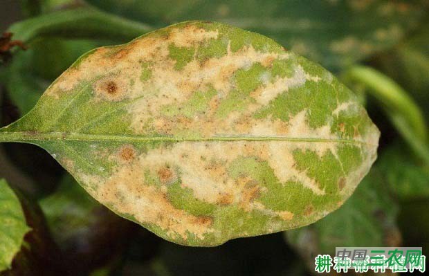 辣椒高温病如何防治？