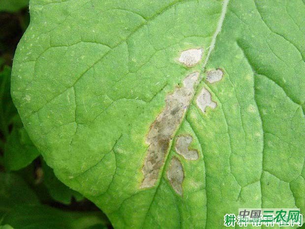 种萝卜如何防治萝卜细菌性角斑病？