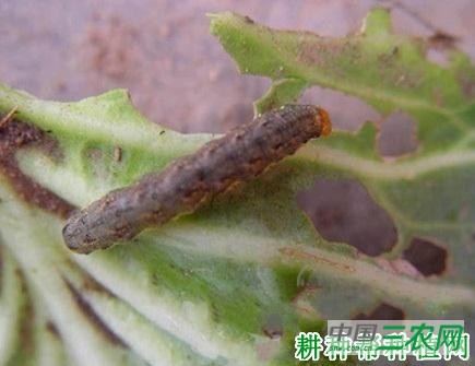 种植牛蒡如何防治甘蓝夜蛾? 种植牛蒡如何防治甘蓝夜蛾?